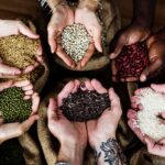 Acute Urea Shortage, Black Marketing Upset Farmers During Rabi Season