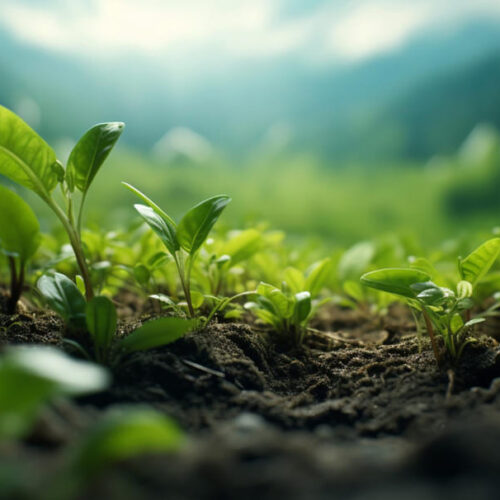 Ficohsa: liderando iniciativas para un planeta más saludable
